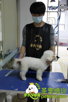 圣寵學員劉志明第一次剪狗