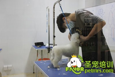 圣寵學員劉志明第一次剪狗