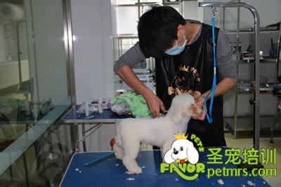 圣寵學員劉志明第一次剪狗