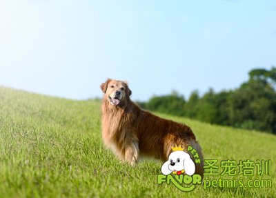 可愛狗狗