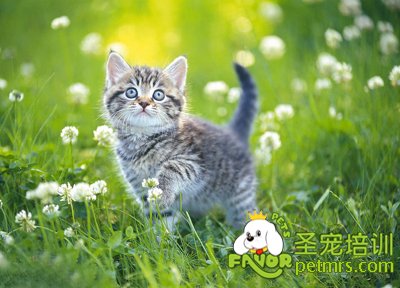 短毛貓咪