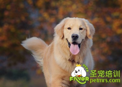 金毛犬