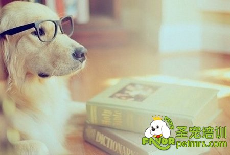 可愛狗狗