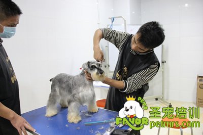 圣寵寵物雪納瑞修剪課程