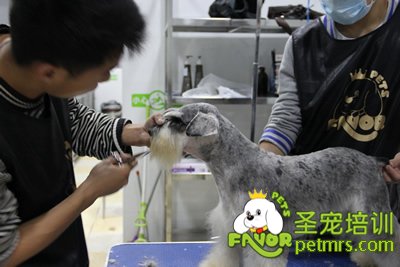 圣寵寵物雪納瑞修剪課程