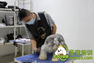圣寵學(xué)員胡祖強(qiáng)雪納瑞實(shí)犬練習(xí)