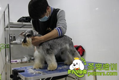 圣寵學(xué)員劉志明雪納瑞實犬練習(xí)