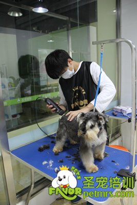 圣寵寵物雪納瑞實(shí)操修剪課