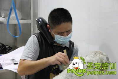 圣寵雪納瑞修剪實操課程