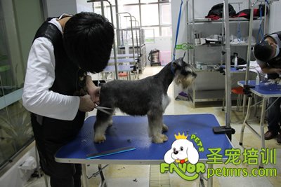 圣寵雪納瑞修剪實操課程