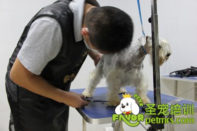 圣寵雪納瑞修剪實操課程