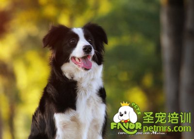 邊境牧羊犬