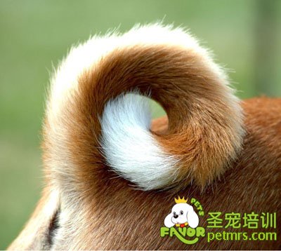 狗狗尾巴形狀