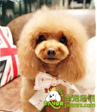 貴賓犬飼養