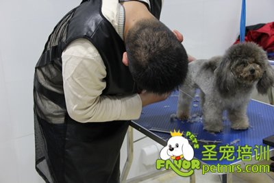 圣寵學(xué)員灰色貴賓犬實操修剪