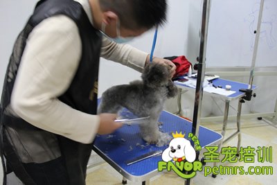 圣寵寵物學(xué)員灰色貴賓犬實操修剪