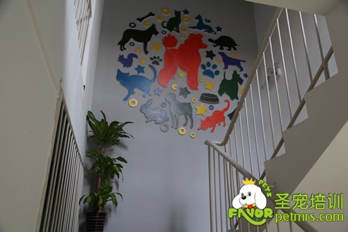 圣寵寵物樓梯環境