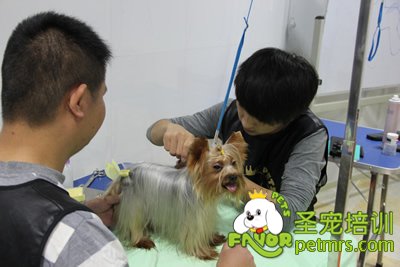 圣寵寵物約克夏美容修剪課程