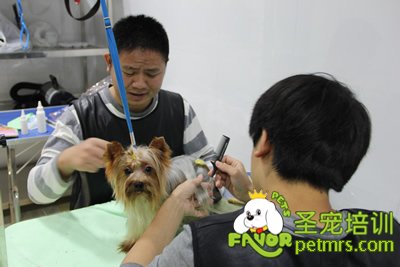 圣寵寵物約克夏美容修剪課程