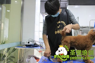 圣寵寵物學(xué)員泰迪犬修剪實(shí)犬操作