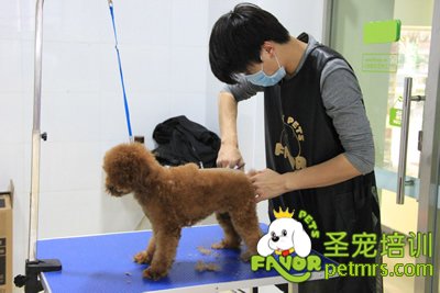 圣寵寵物學(xué)員泰迪犬修剪實(shí)犬操作