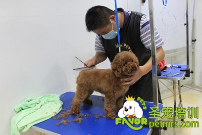 圣寵寵物學員泰迪犬修剪實犬操作