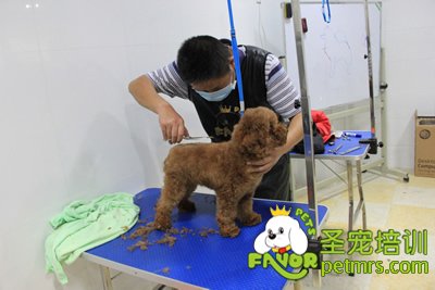 圣寵寵物學員泰迪犬修剪課程