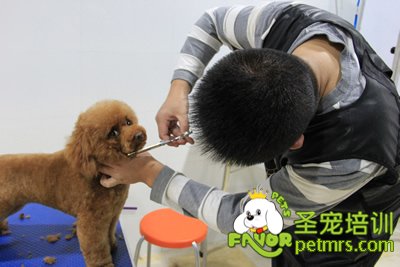 圣寵學員泰迪犬實操課程