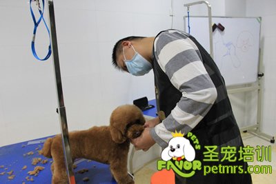 圣寵學員泰迪犬實操課程
