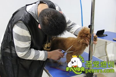 圣寵學員泰迪犬實操課程