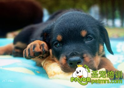 羅威納犬幼犬