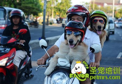 狗狗坐主人摩托車兜風真是太酷了