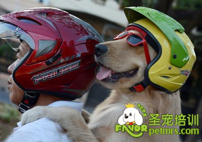 狗狗坐主人摩托車兜風真是太酷了