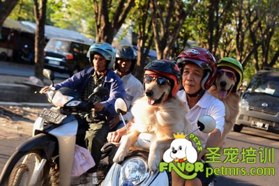 狗狗坐主人摩托車兜風真是太酷了