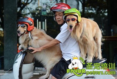 狗狗坐主人摩托車兜風真是太酷了