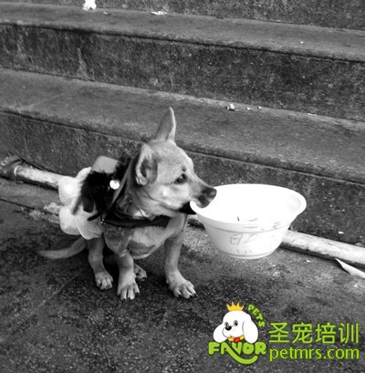 狗狗街頭“賣萌”，竟是為主人掙錢