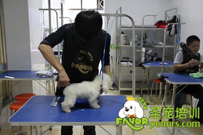 圣寵寵物泰迪犬幼犬修剪課程