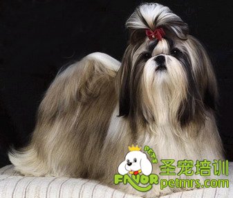 西施犬