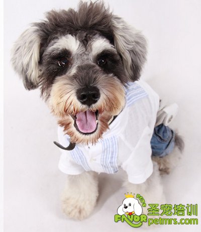 可愛狗狗