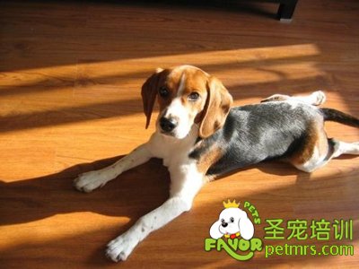 比格犬