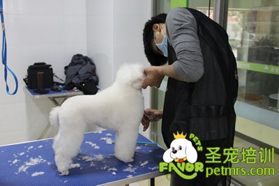 圣寵學(xué)員貴賓犬修剪