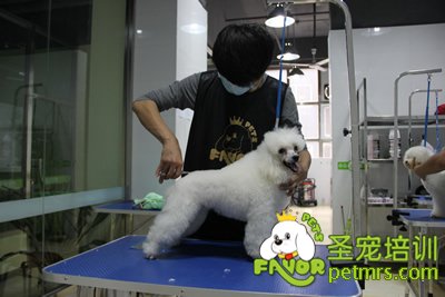 圣寵學(xué)員貴賓犬修剪