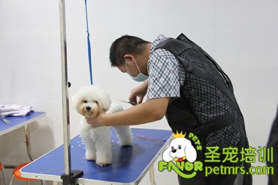 圣寵寵物學員泰迪犬實操課程