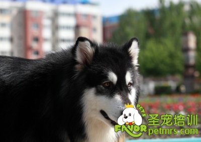 可愛狗狗