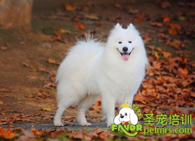薩摩耶犬