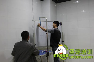 圣寵寵物染毛理論課