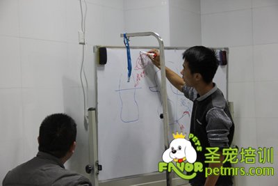 圣寵寵物染毛理論課