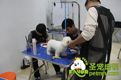 圣寵寵物染毛課程