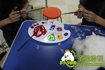 圣寵寵物染毛課程