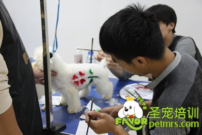 圣寵寵物染毛課程